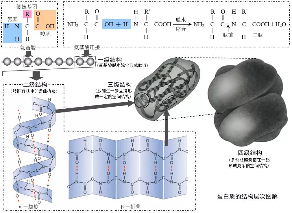 高中生物必修一全部知识点,高中生物必修一第四章第一节