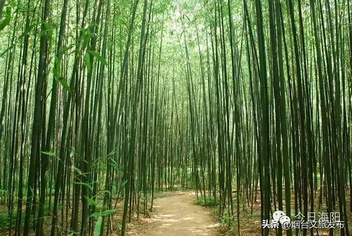 魅力海阳行,魅力新浦海阳