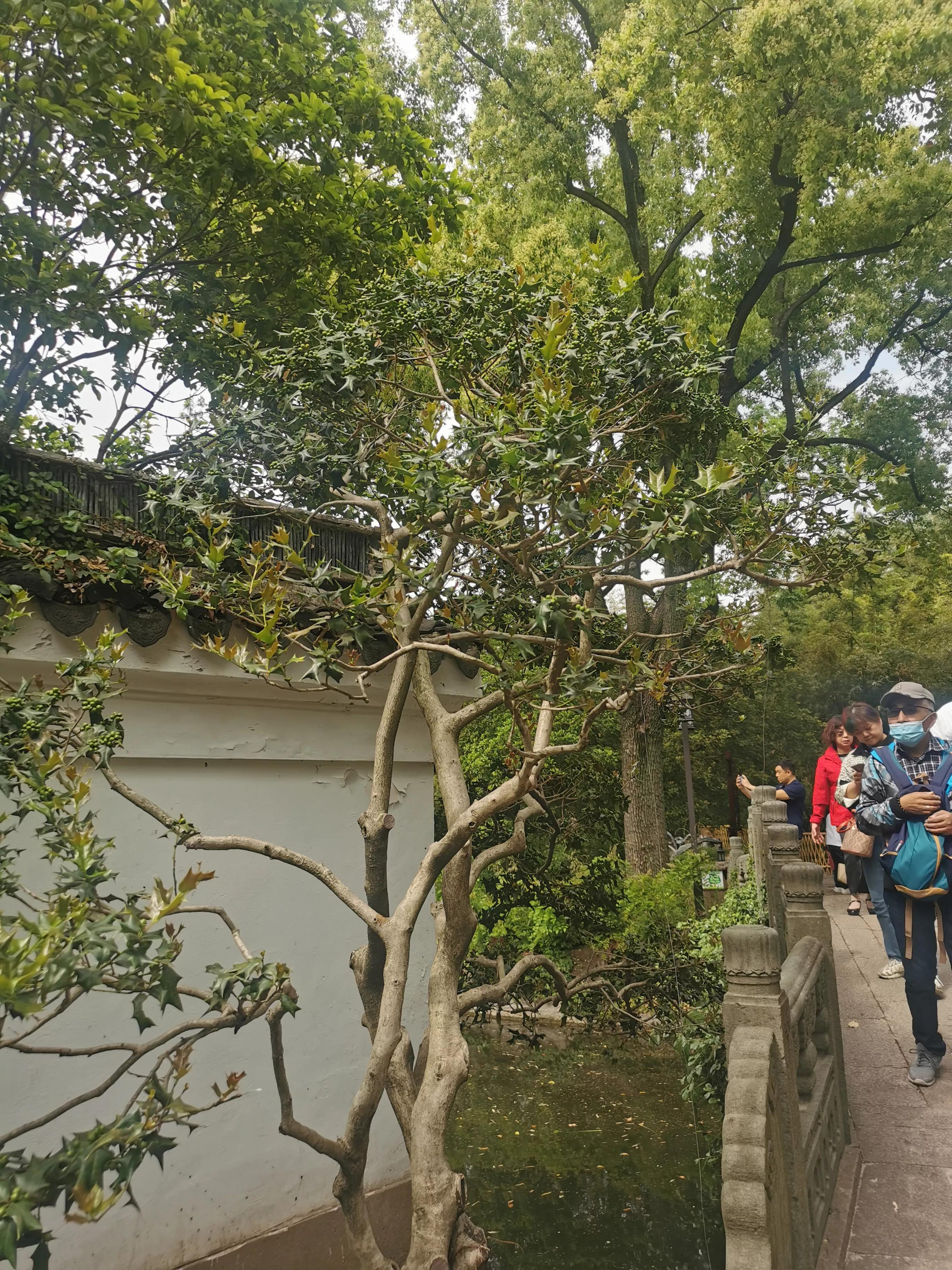 上海园林古猗园,上海古猗园留下美丽景色