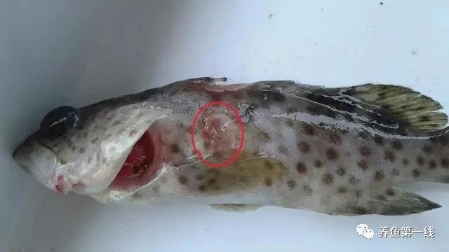 鱼类疖疮是什么原因引起的,鱼类疥疮病是什么原因