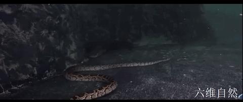 深圳一工地惊现50多斤重蟒蛇,广东一工地惊现蟒蛇