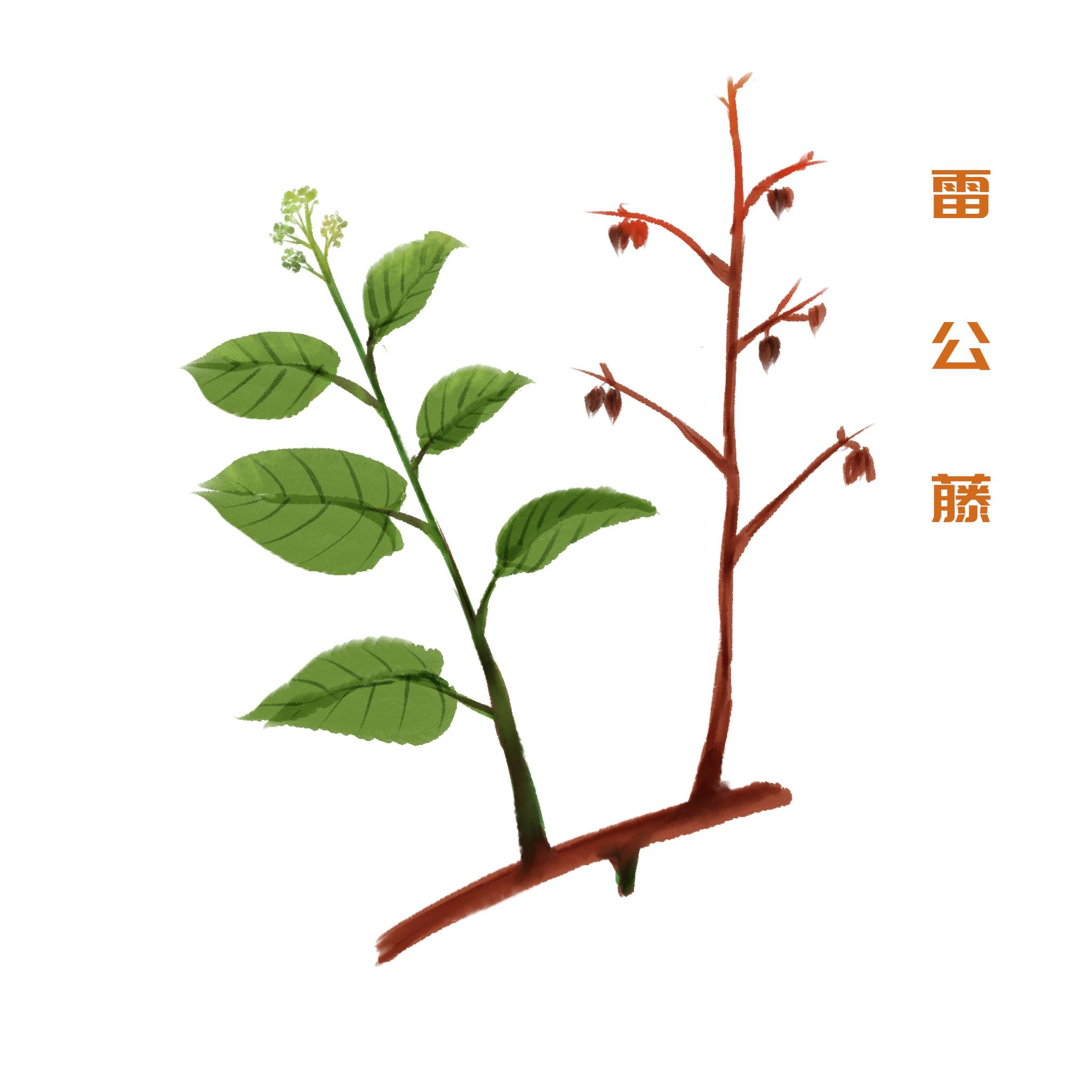 雷公藤能治疗银屑病么,雷公藤能治疗银屑病