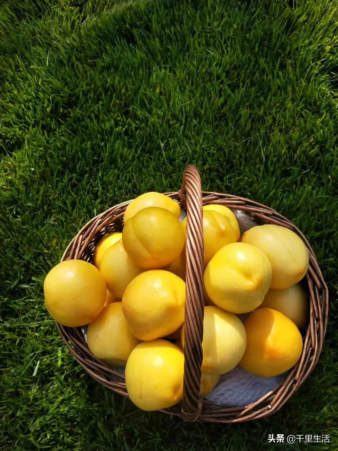 桃子熟了山东蒙阴黄桃,蒙阴蜜桃中国三大名桃