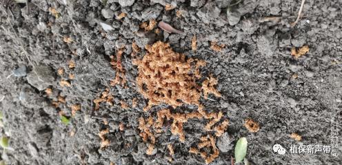 蛀干害虫为害症状识别,什么是蛀干害虫