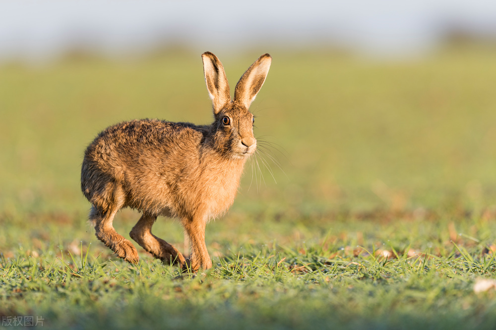 野兔一般在什么情况下才能生存,野兔繁育期间会常出来觅食吗