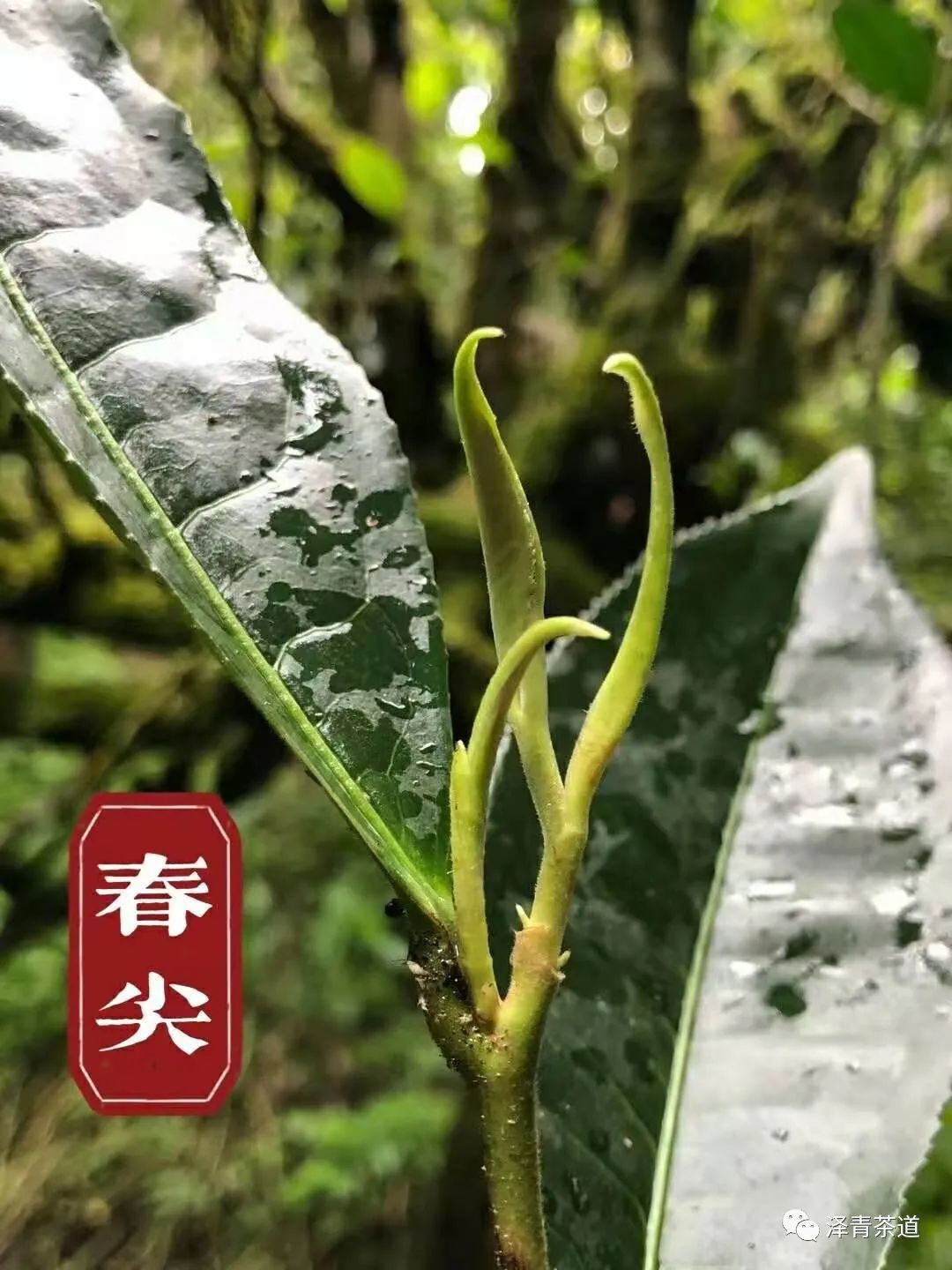 泡新茶普洱茶的正确方法,普洱春茶冲泡