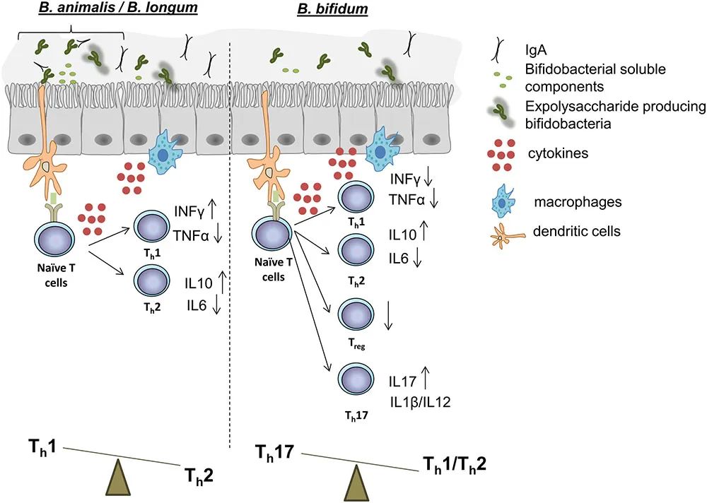 双歧杆菌属于肠道什么菌,双歧杆菌肠道功能会更好