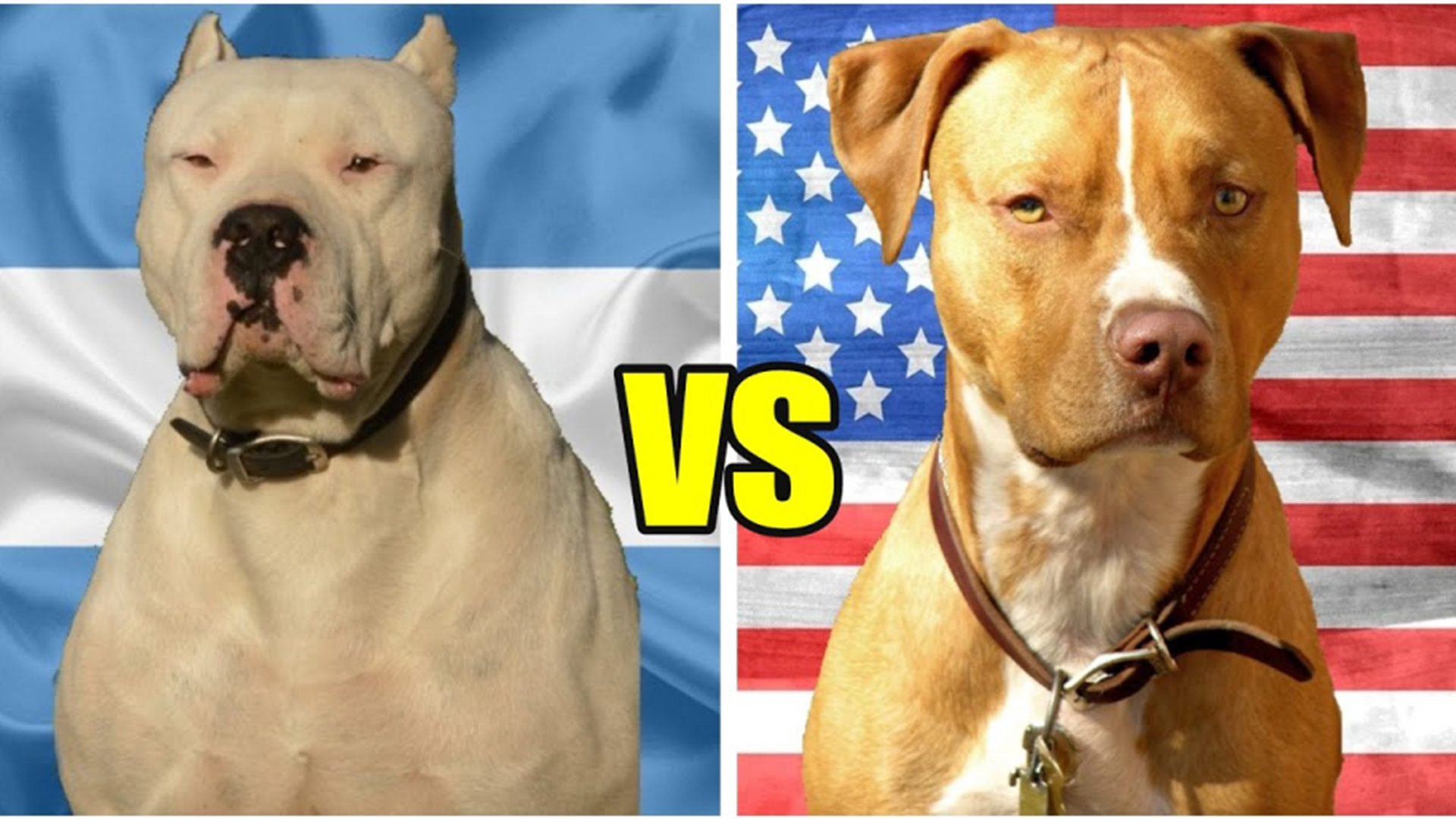 比特犬VS杜高犬谁厉害,比特犬vs杜高犬野猪