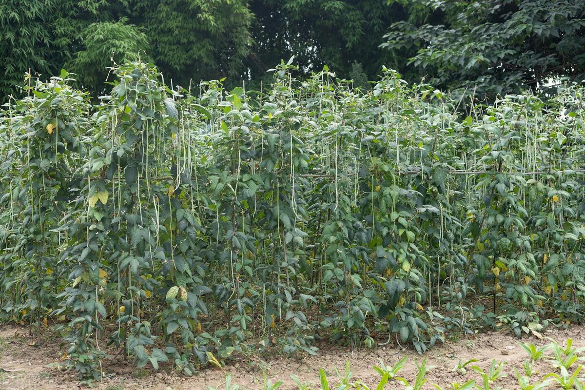 北方春季露天种植的蔬菜有哪些,北方现在芒种种什么时令蔬菜