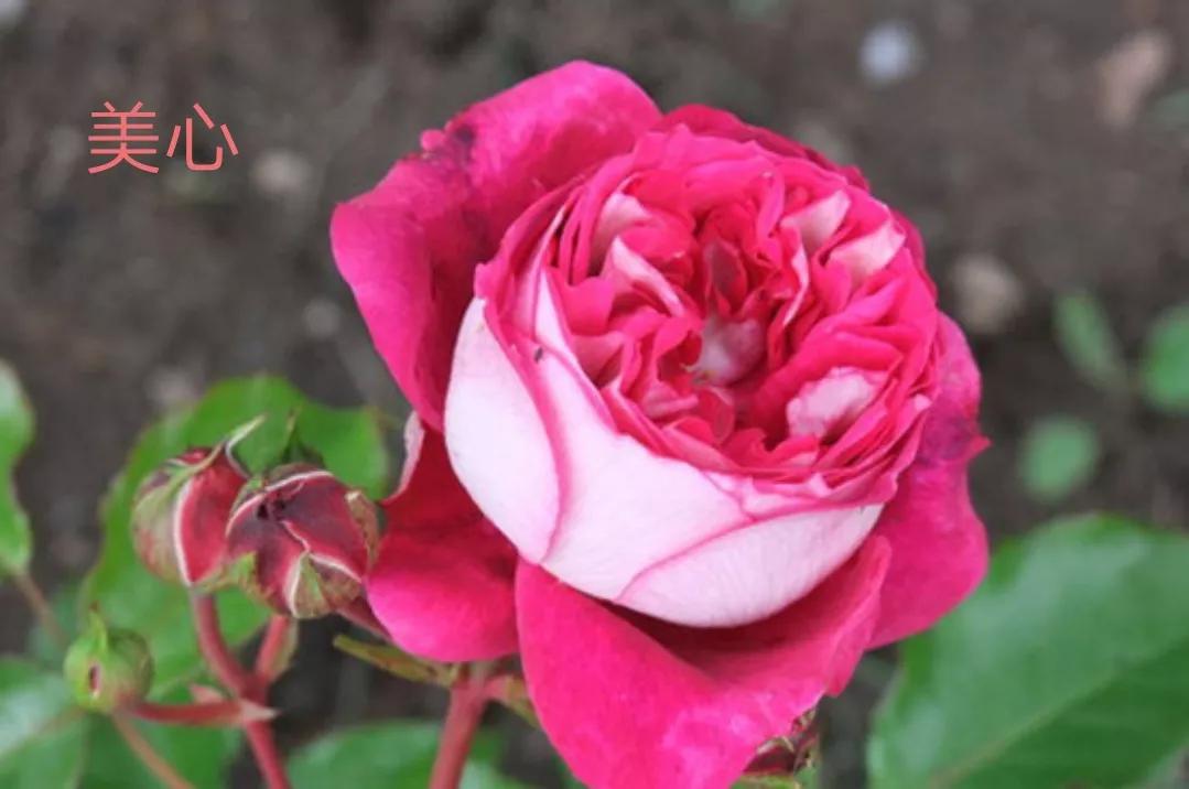 花店卖的切花月季品种,切花月季冬季修剪方法