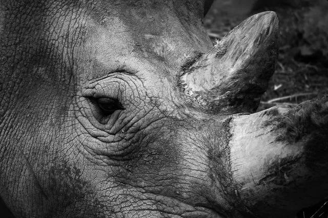 关于动物科学小常识,动物小常识介绍