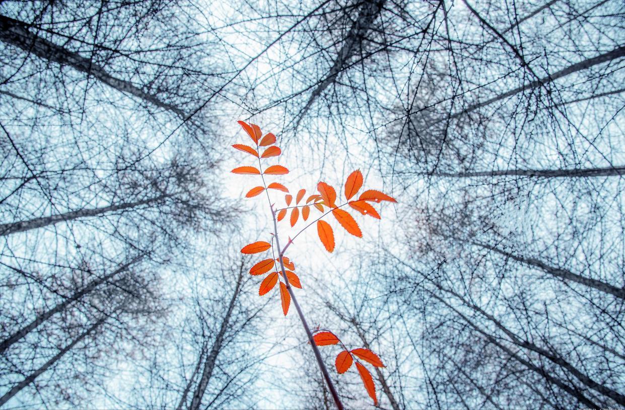 斑驳秋光影，晚来更深情