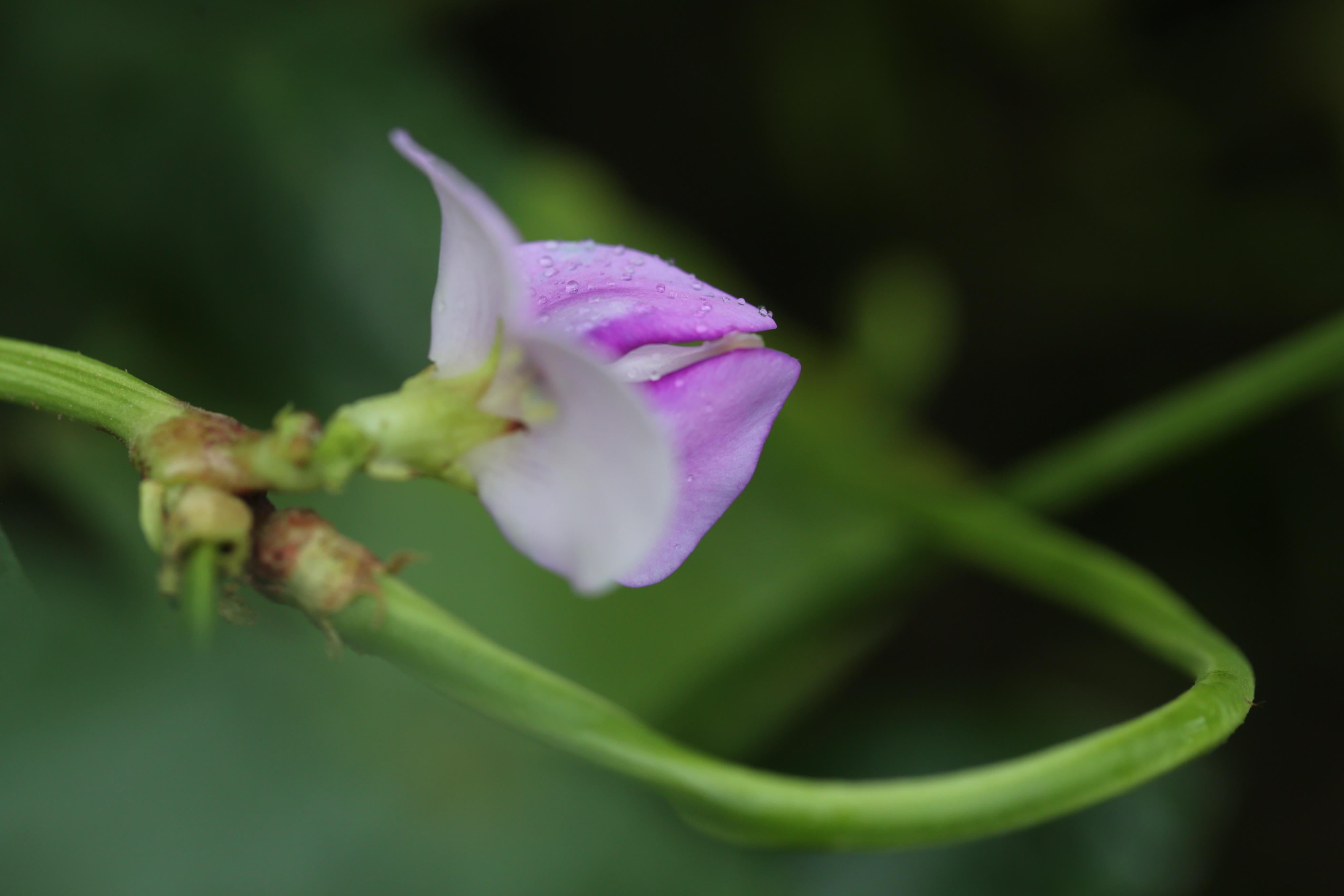 如此梦幻之花您不一定认识哟
