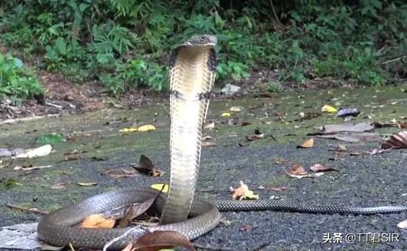广西男子被眼镜王蛇咬,老汉被眼镜王蛇咬伤