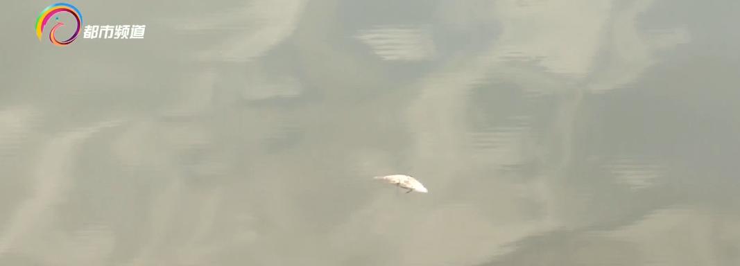 水库鱼死亡原因判断,水库捞鱼死亡水库有责任吗