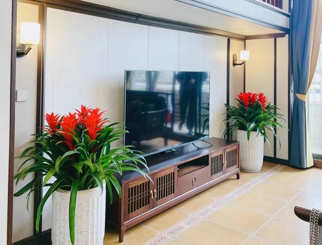 走霉运养什么花旺财运呢,养什么花好运气又旺财