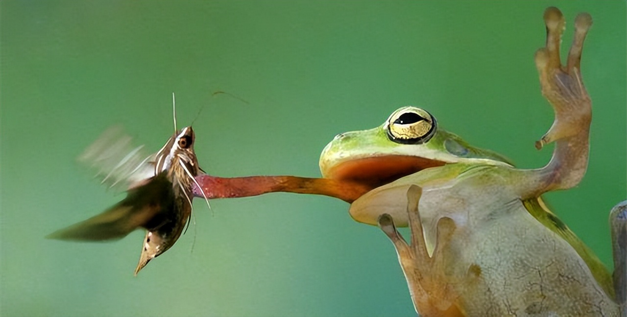 盘点十大难以杀死的动物,被砍了头的鸡还能活多久