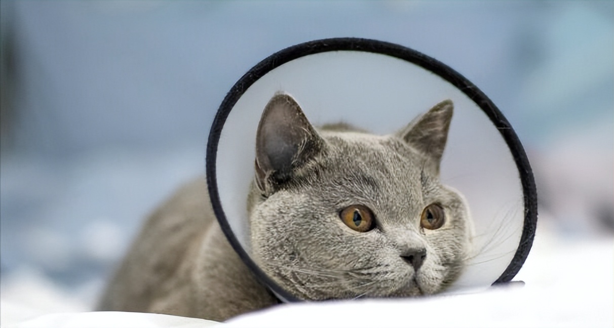 新手养英短蓝猫的十大忠告,英短蓝猫饲养技巧和方法