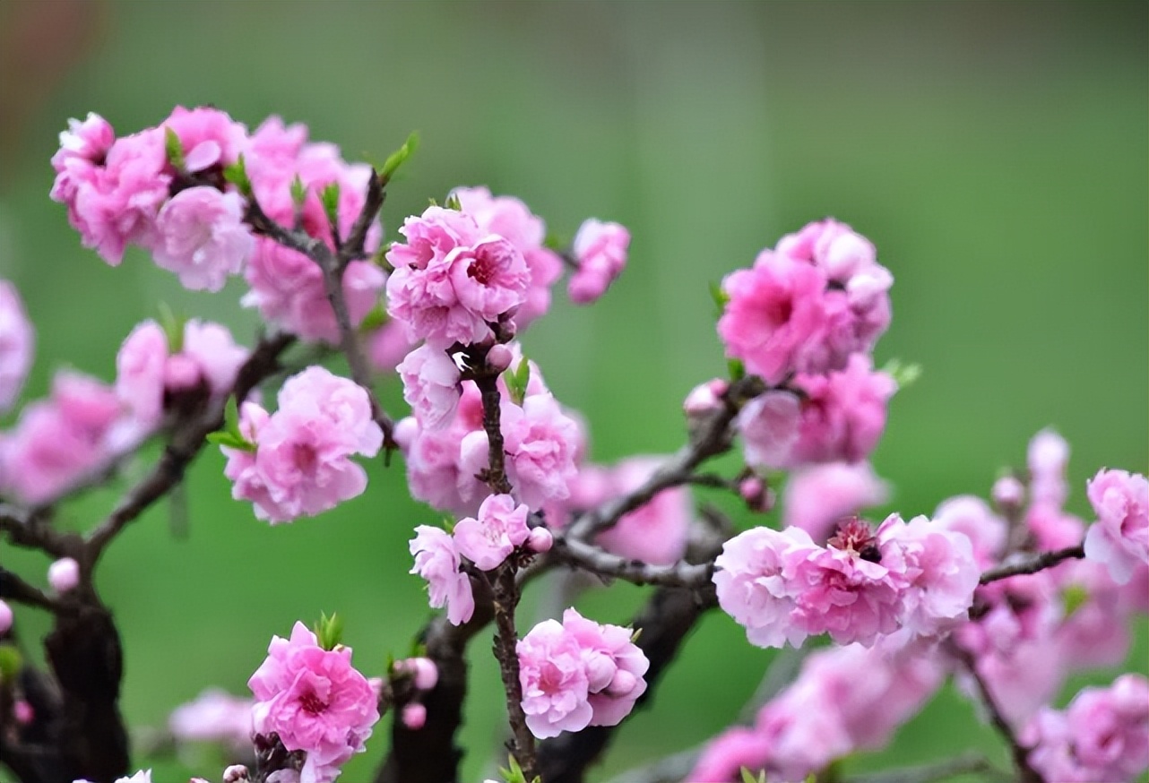 陶渊明诗中的桃花源在哪,陶渊明桃花源记中的桃源