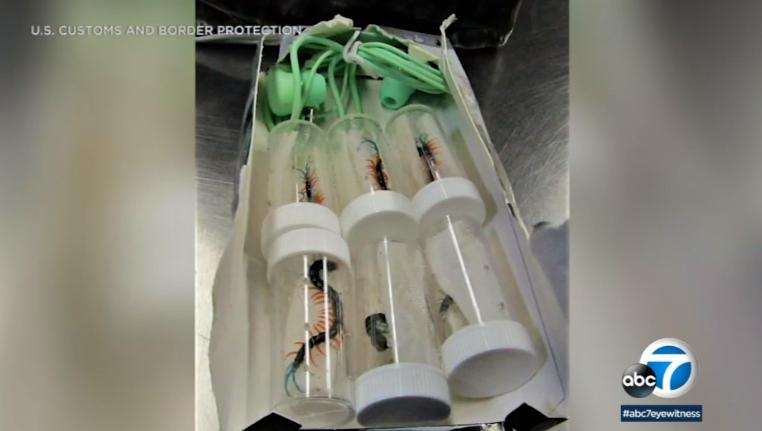 哪些违禁品美国禁止入关,美国海关禁止携带食品