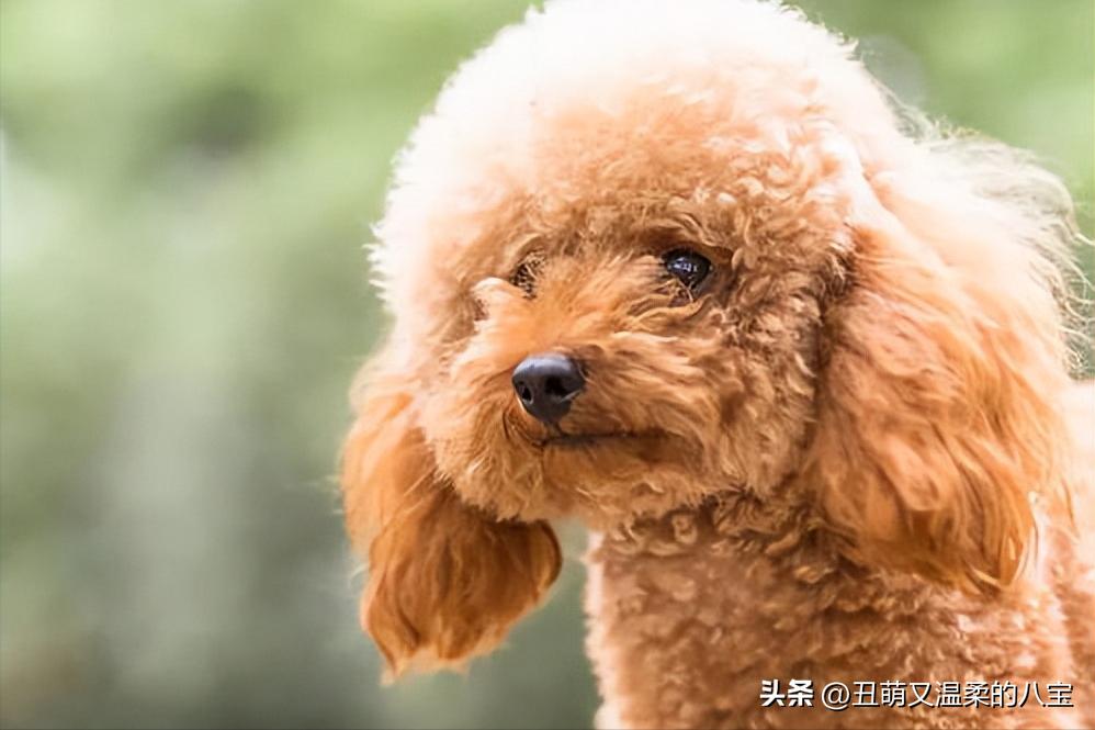 狗狗肠胃炎吃什么消炎,狗狗肠胃炎吃什么药消炎