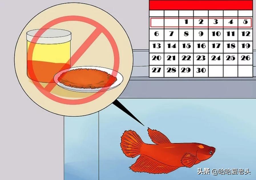 怎样拯救要死的斗鱼,怎么抢救奄奄一息的斗鱼