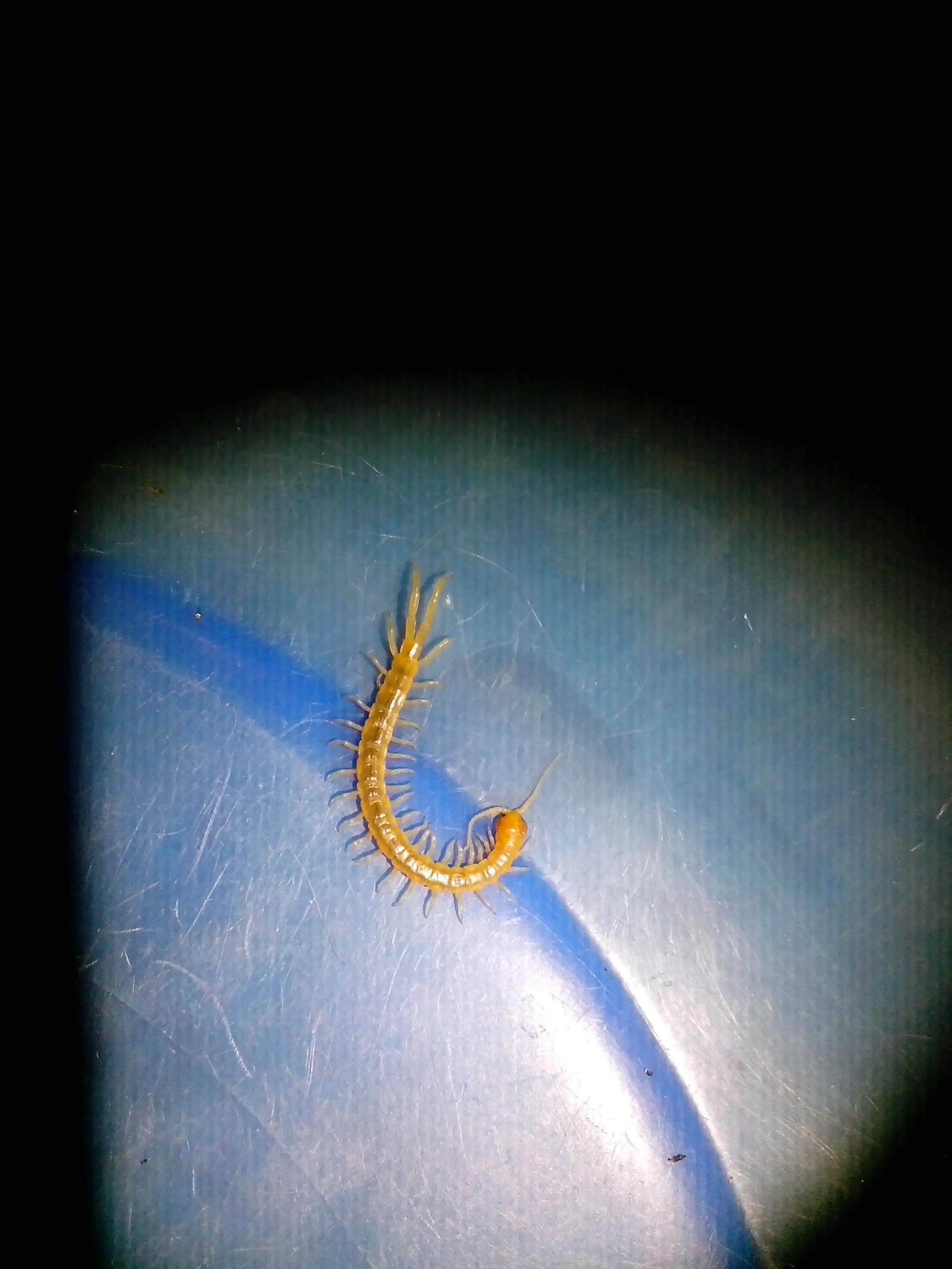 家里经常出现的小虫子有哪些,最近家里总是出现那种小虫子