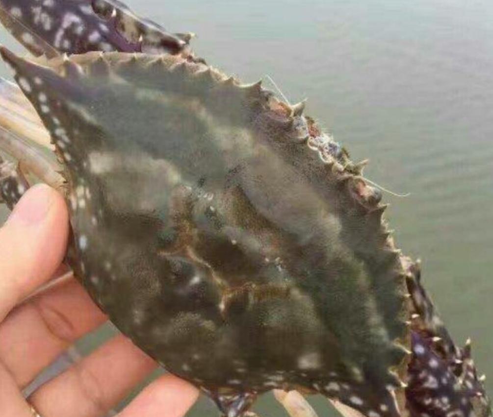 青岛四大海鲜名吃,青岛好吃的大海鲜