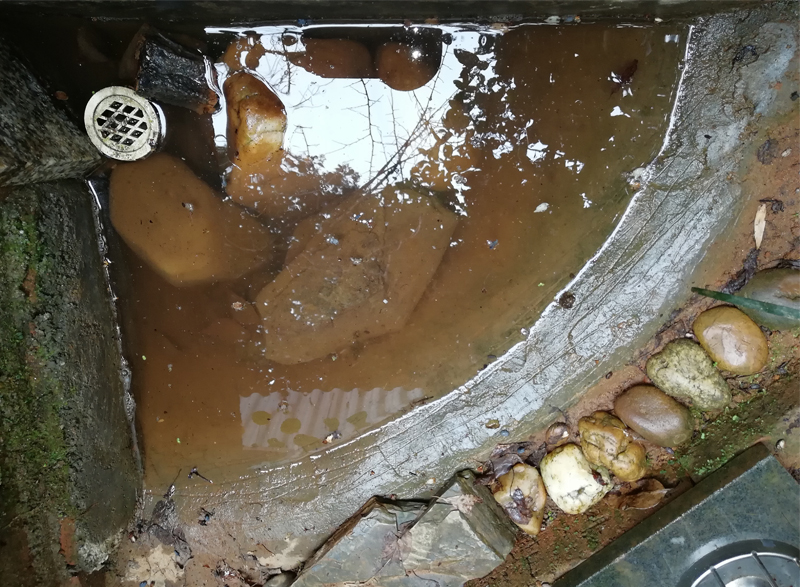 新到的黄缘闭壳龟龟苗怎么处理,黄缘闭壳龟龟苗龟粮推荐