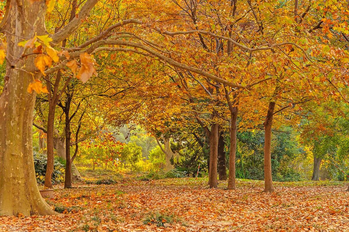 张爱玲的散文因为懂得所以慈悲,张爱玲谈慈悲因为懂得所以宽容