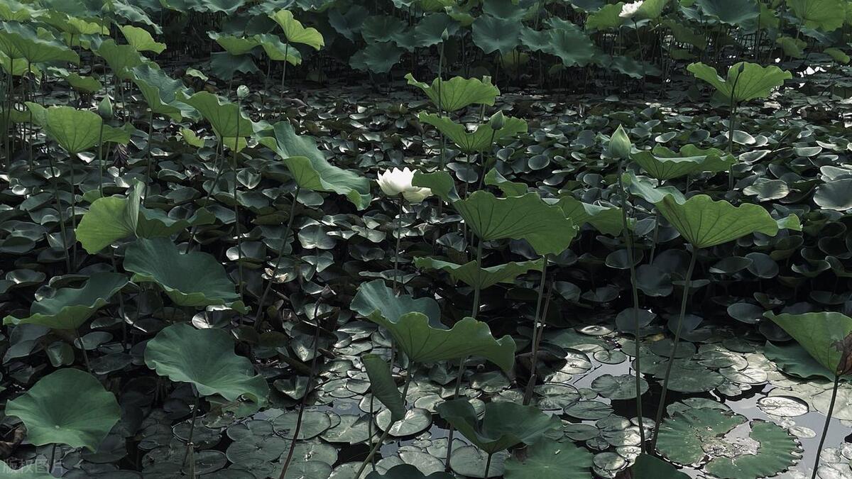 河南景区免费开放名单最新表,春节河南景区免费开放名单最新