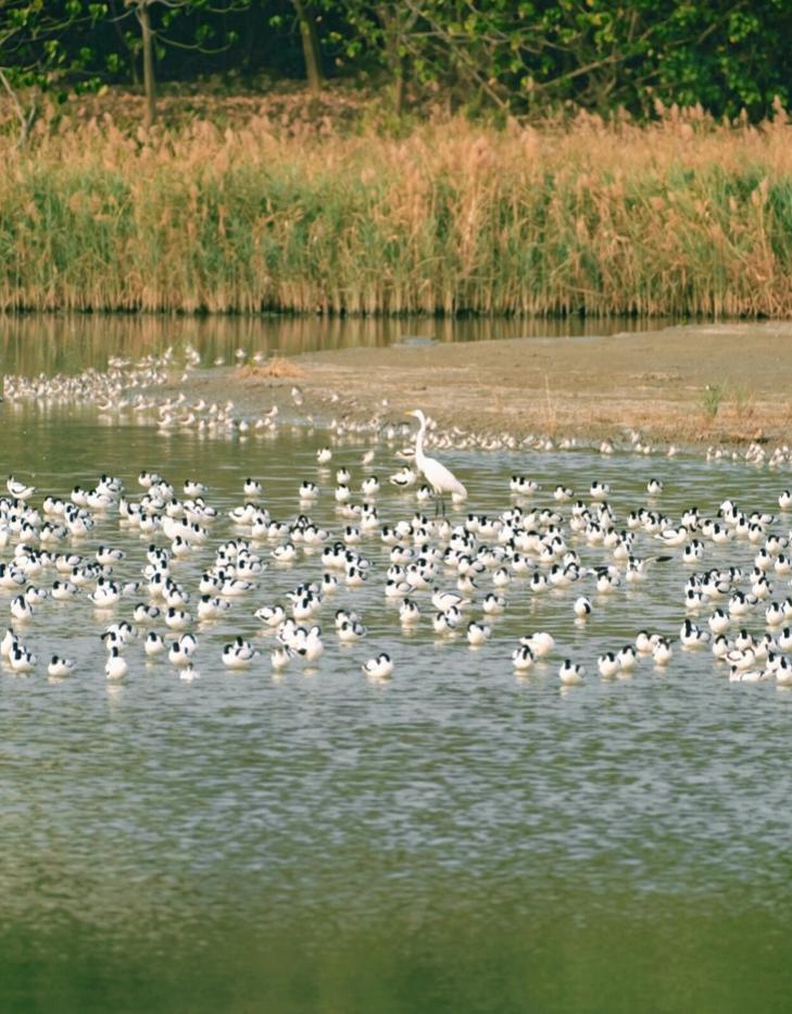 深圳游玩推荐免费遛娃,深圳十大遛娃必去景点学生党