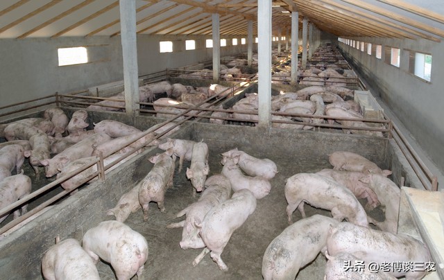 全球最新猪肉价格表,上半年进口猪肉价格