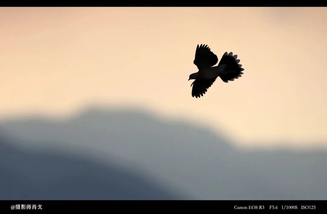 哪里能买到佳能rf800mmf5.6定焦镜头,佳能rf600与佳能rf800mm对比图