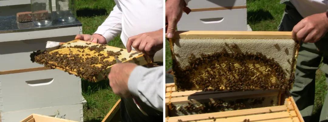 我们要保护蜜蜂有什么建议,蜜蜂是人类的益友怎么保护