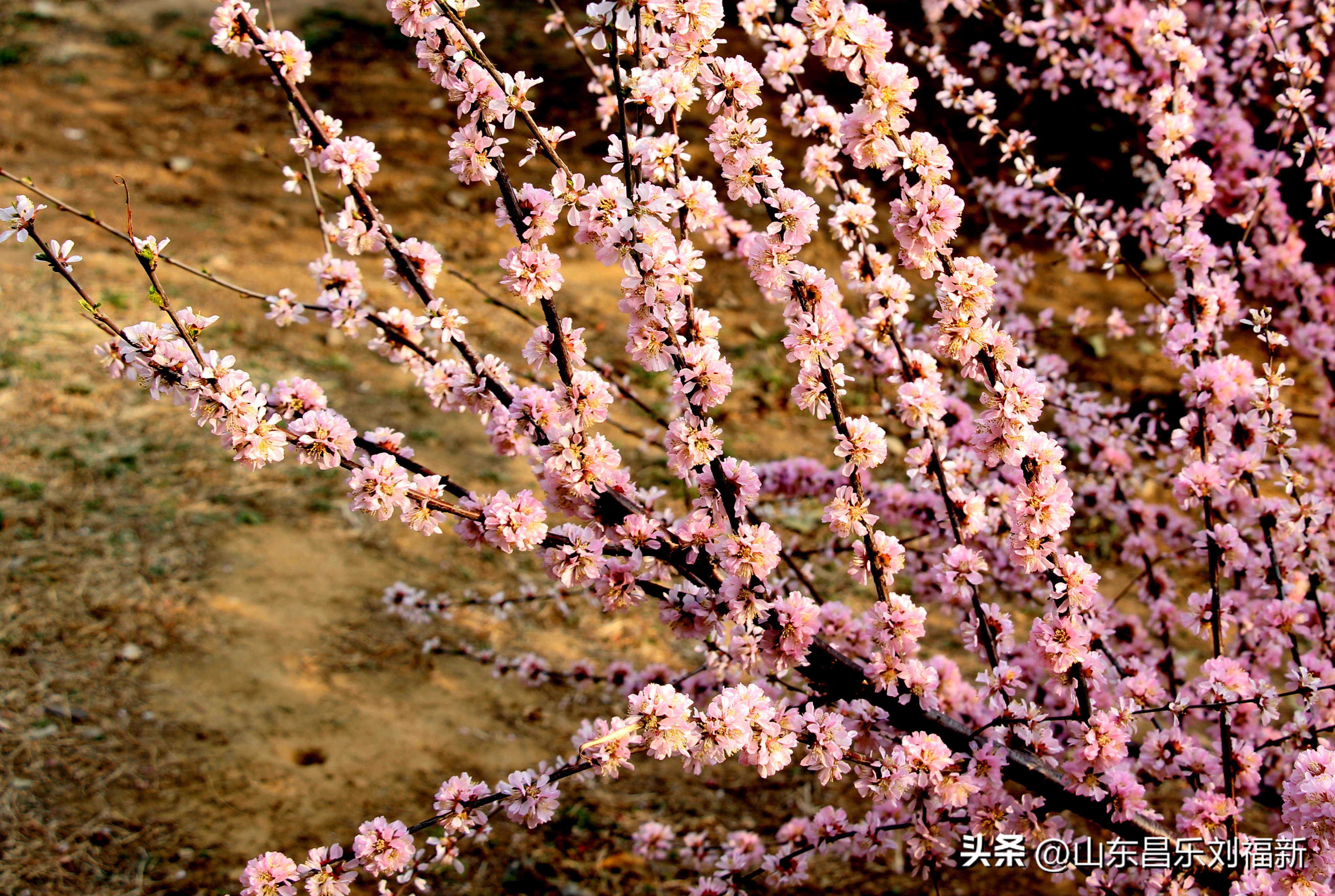 2023年3月中旬散拍·一点儿感受