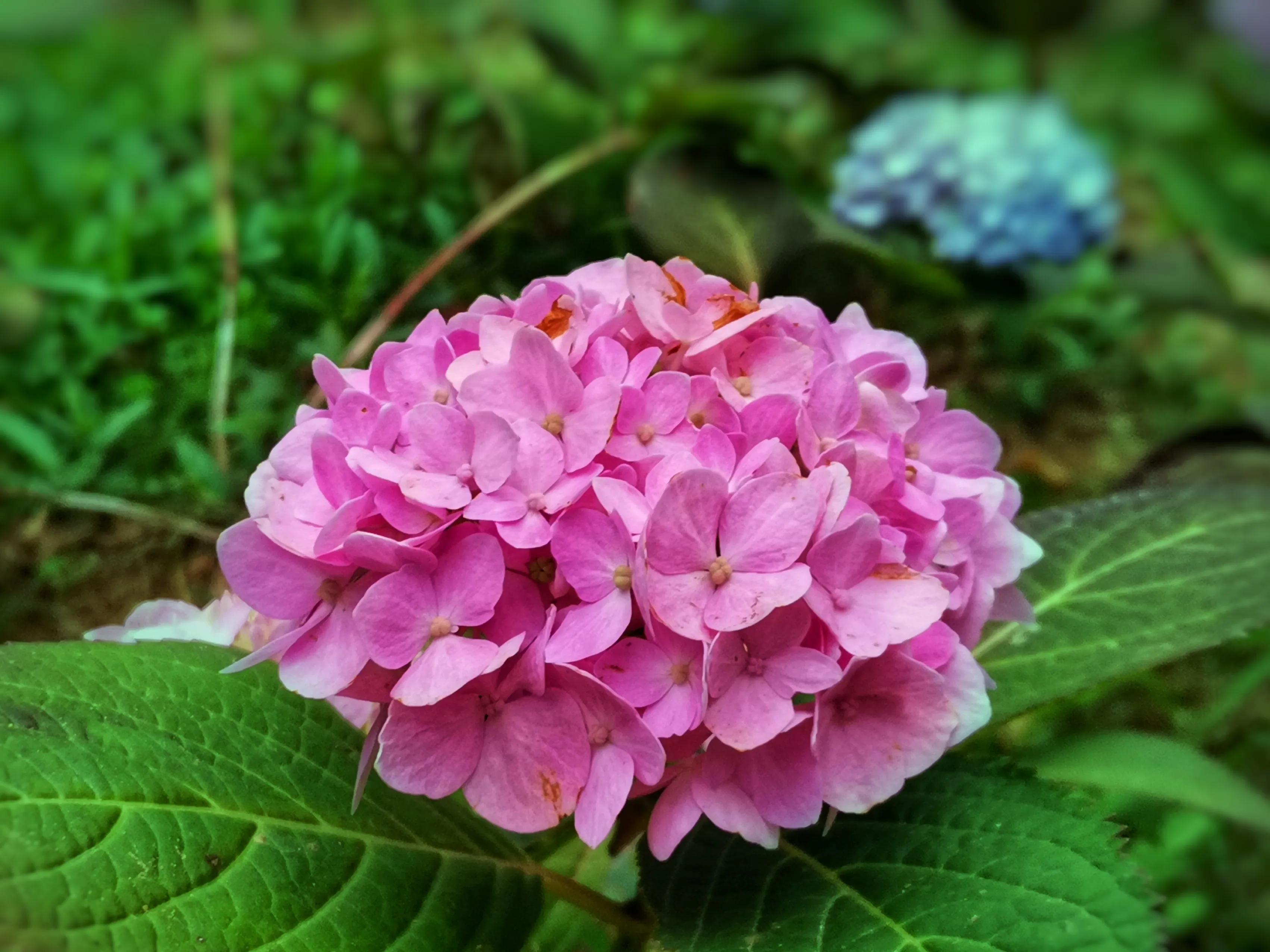 百花酿诗韵芬芳留人间（一）
