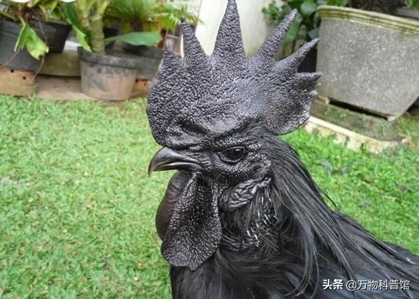 世界上最贵的十种鸡的品种,世界上最值钱的是什么鸡