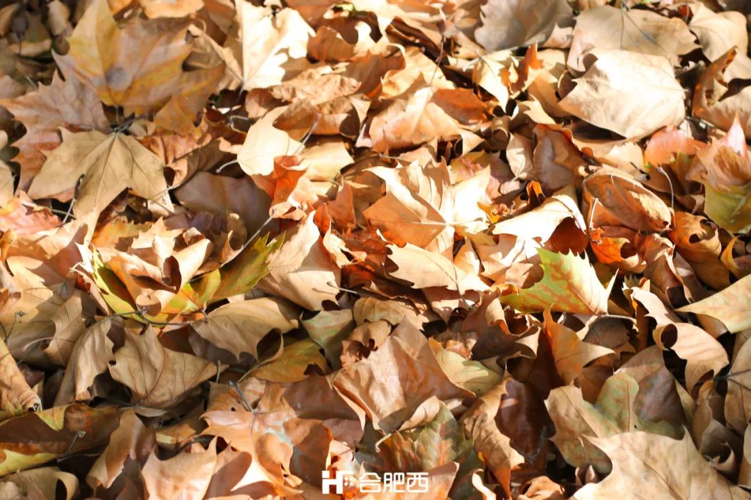 合肥最好的大学城,合肥最大的大学城