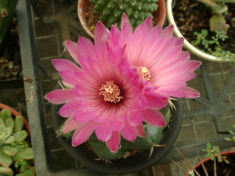 美丽/奇异花草欣赏系列——各种仙人球之象牙丸