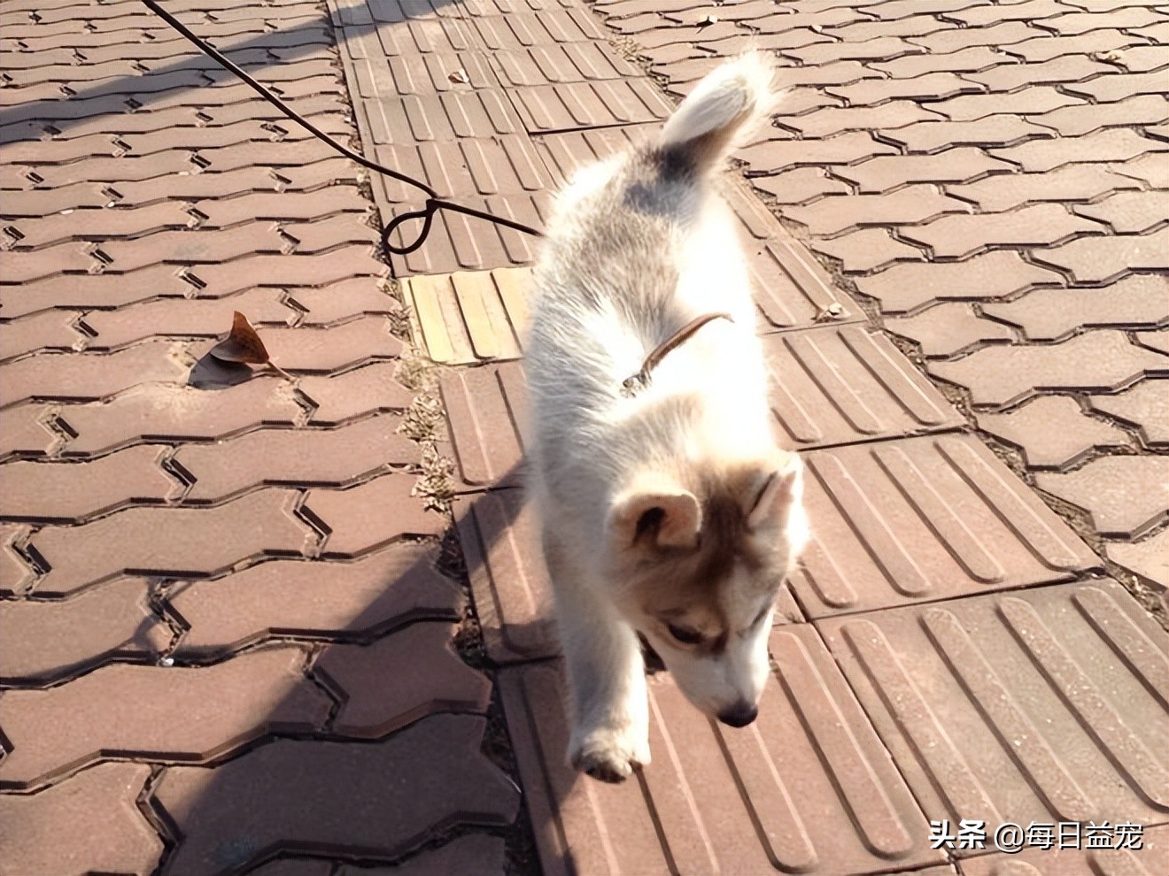 长期养狗不遛狗的后果,养狗不遛狗会发生什么严重的后果