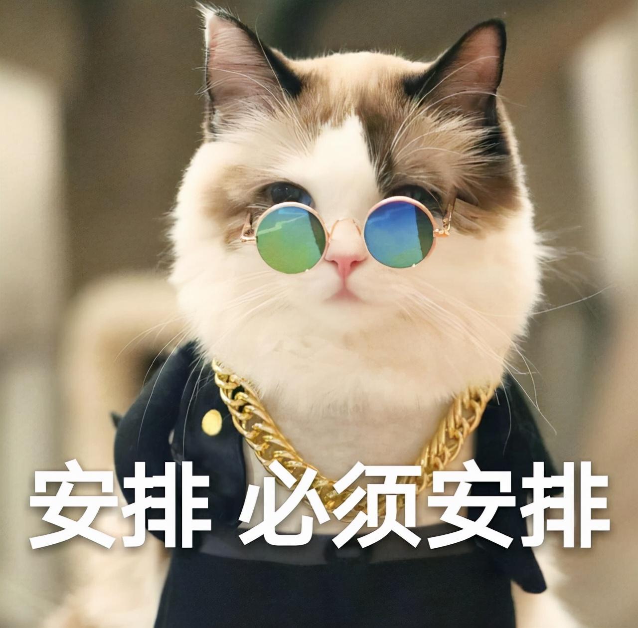 什么猫猫最好养又便宜,哪种猫猫最便宜好养