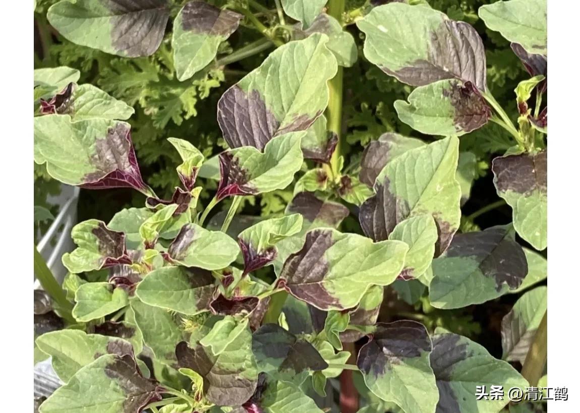 苋菜容易坏吗,苋菜为什么坏了有虫子