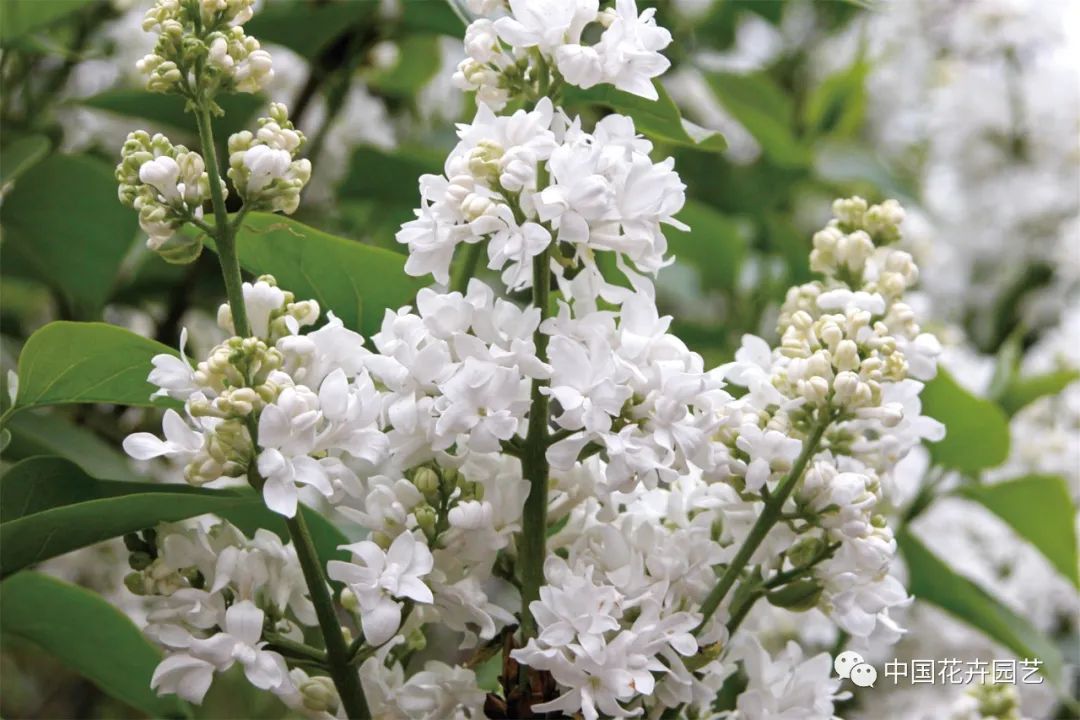 “全能型”乡土植物——丁香|“小众精英”专题