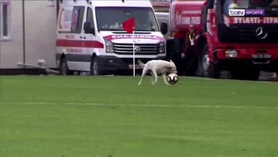 狗冲进足球场挡住一粒进球,小狗进足球场扑球