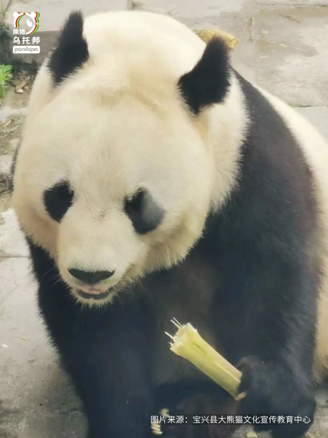 我们先去看熊猫吧英文,我们来了参观熊猫基地视频