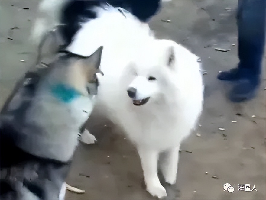 哈士奇和萨摩耶打架，这过程也太搞笑点了吧，笑死