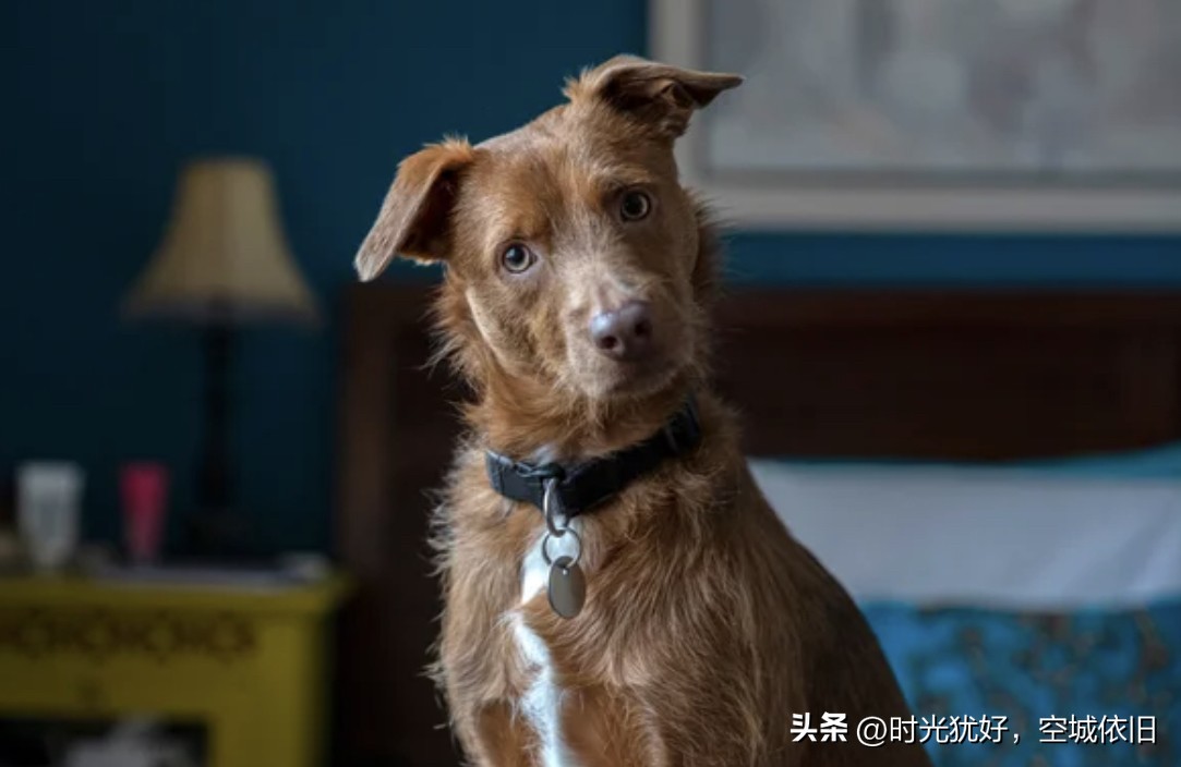 为什么狗会把头低下来,狗头歪向一边怎么回事