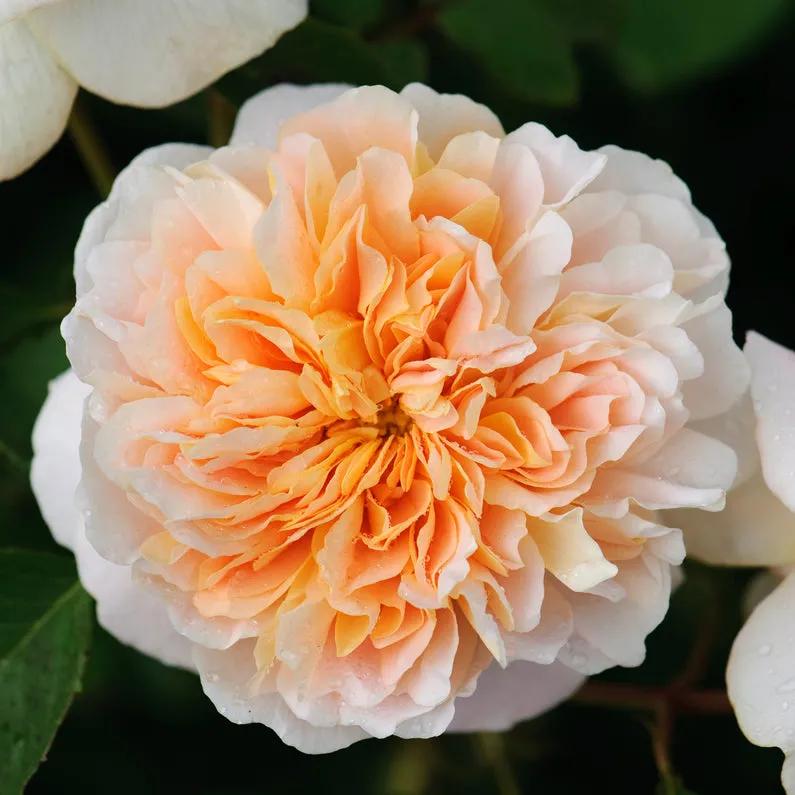 从“运茶快船(TeaClipper)”到英国人对中国茶叶的狂热