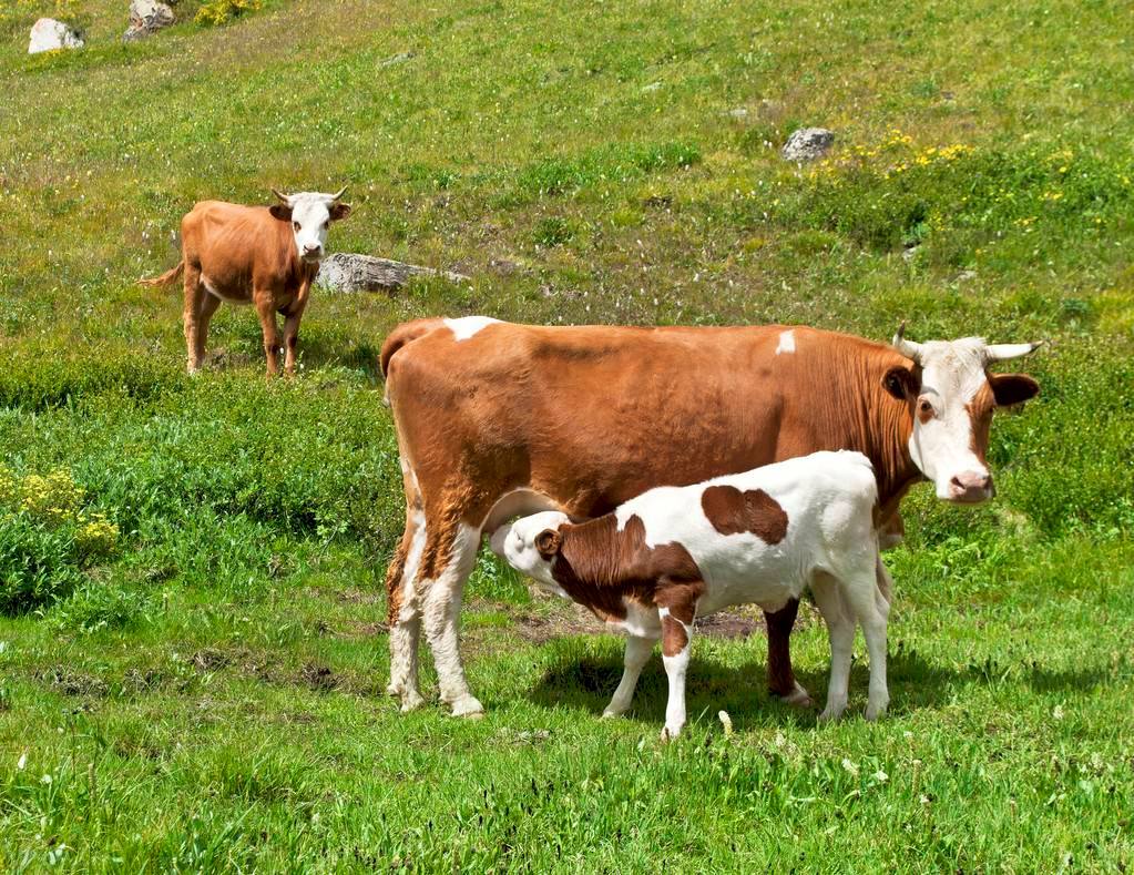 牛流产前有什么预兆,牛七个月流产后胎衣不下怎么办